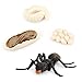 Ant Growth Cycle, Animal Growth Cycle Biological Model Toy Growth Stage Lifelike Ant Life Cycle Model Toy Set for Kids Education Insect Themed Party Favors