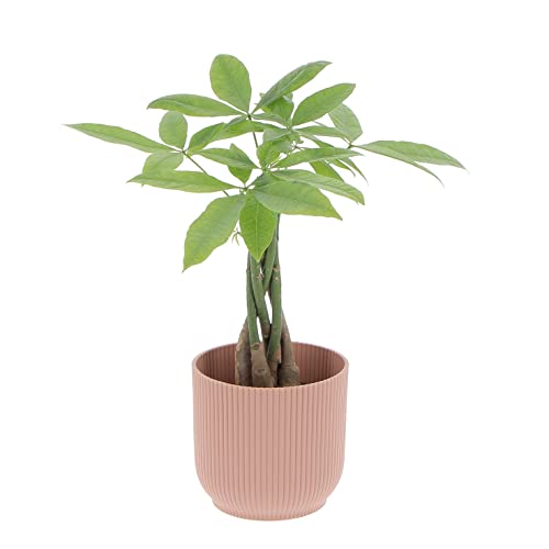 KENTIS - Pachira Aquatica - Pianta Vera di Pachira Albero da soldi Porta Fortuna - Piante Vere da Interno da Ufficio - H 35-40 cm Vaso Ø 12 cm