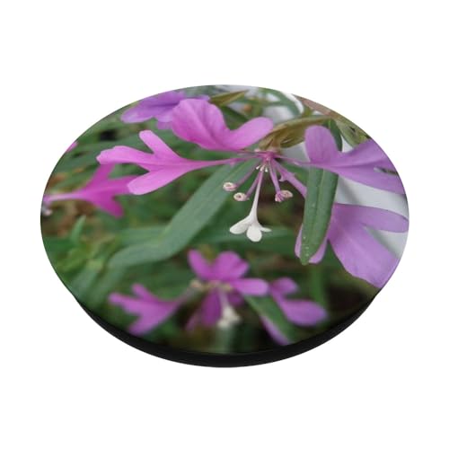 Elkhorn Clarkia - Clarkia pulchella flower PopSockets Swappable PopGrip, Black - Image 2