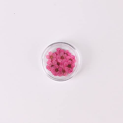 100 flores prensadas secas narciso en caja para artesanía miniatura 1