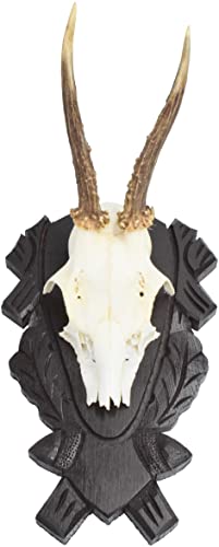 Gehörnbrett Rehbock aus Eichenholz mit Verzierungen ohne Kiefereinlage Trophäenschild hell dunkel (Eichenholz Dunkel)