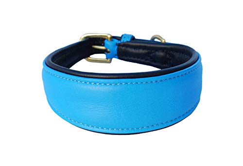 Collier lévrier cuir rembourré bleu empêche les fuites et blessures