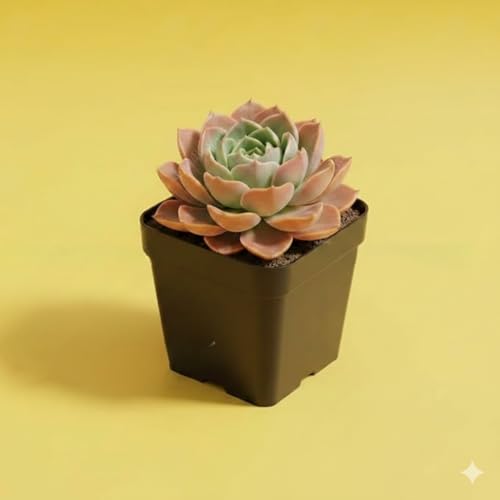 Image of Laxmi Kamal Live Succulent Plant Combo by BloomBrightly - Beautiful Rosette Shape Natural Indoor Plants, Ideal for Home Decor, Office Desks, and Gifting (Pack of 2)