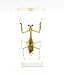 Praying Mantis(Mantis)(rearhorse) Paperweight Specimen Science Education Specimens(4.4x1.6x1.1
