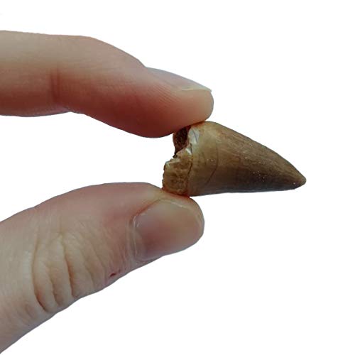 Real FOSSIL MOSASAUR TOOTH - Excellent Fossil - Creataceous Period (65 Million Years+) - FOSSIL DINOSAUR TOOTH - Great Gift Idea