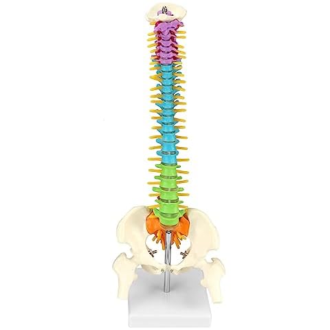 QWORK® Anatomical Spine Model with Nerves Cover