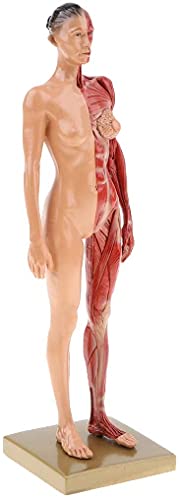 Image of BONEW 30CM Male and Female Resin Human Anatomical Anatomy Skull Head Body Model Muscle Bone Model Medical Lab Reference Model Red (Female)