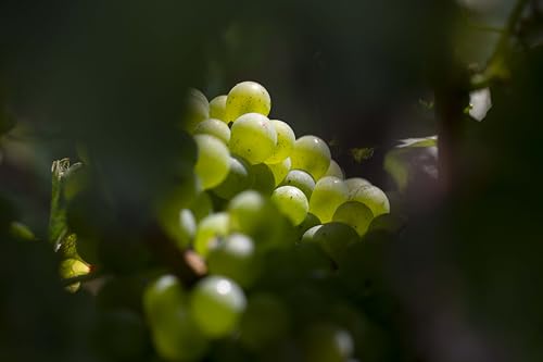 Paul Chambois - Champagne AOC Brut (1 x 0,75 L)