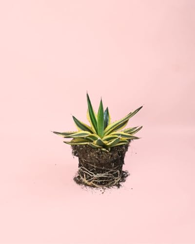 Agave Quadricolor | Planta Natural de Exterior | Pur Plant