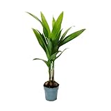 Zoom IMG-1 palma di betel areca catechu Zoom IMG-1 palma di betel areca catechu