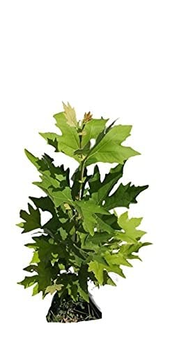 Image of Chinar Tree Live Plant /Live Himalayan Maple Plant for Home Decor /Bonsai Live Plant /Rooted in Planter /Long-Living Tree Pots with Soil /Real Live Indoor Plants for Gifts