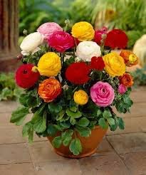 ZABBUS Ranunculus Flower Bulbs Mix Color Hybrid Flower Seeds For Home Gardening (2 Bulbs) By Zabbus (B0BK2RMRWH) Amazon Price History, Amazon Price Tracker