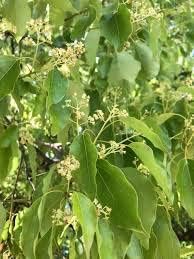 Image of Healthy Vibe Exquisite Kapur Plant - A Verdant Addition to Your Green Oasis Cinnamomum camphora, Kapur - Plant