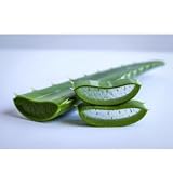 Frisches Aloe Vera Blatt (XL) – 100% Naturbelassene Barbadensis Miller | Premium Qualität direkt vom Feld | Bio-zertifiziert & Nährstoffreich | Das ultimative DIY-Gel für Haut, Haar & Smoothies