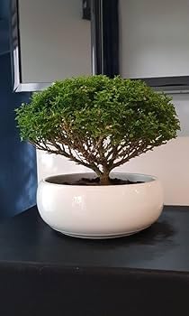 Real Healthy Bonsai Table Kamini Plant A Table Display of Home Beauty" Oxygen Live Plant For Indoor Dacoration With Pot (PACK OF 1)-image-36