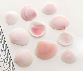 貝とりんご Amazon.co.jp: 赤リンゴ 青リンゴ 各3個セット 高糖度 等級 赤秀