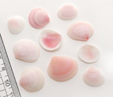 貝とりんご 貝とりんご