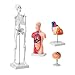 VEVOR Human Anatomy Models Bundle Set, Brain, Human Torso Body, Heart, Skeleton Model Set of 4, Hands-on 3D Model Study Tools Teaching Models for Physiology Students or as Educational Kit for Kids