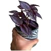 Product Photo 4