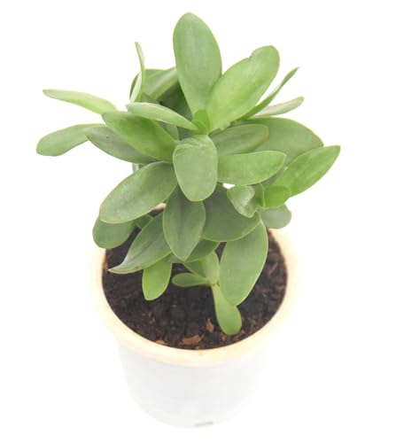 Image of Mini Jade Live Plant with Pot | Good Luck & Vastu Positive Plant for Home & Office | Low-Maintenance Indoor Succulent for Desk, Balcony & Gift Purposes | Fresh Healthy Plant
