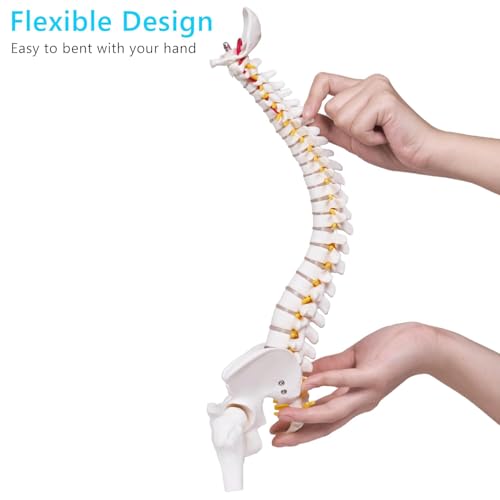 Image of breesky Human Spine Mini Model, 17'' Spine Anatomy Model with Nerves, Vertebra Model with Stand for Medical Students, Osteopaths and Chiropractors