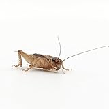 Eurocrickets