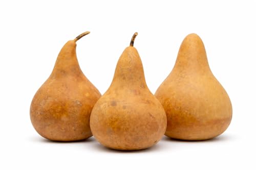 Natural Dried Gourds for Crafts – Box of 4 Martin Gourds (9-11” Tall, 7-8” Wide) Perfect for Birdhouses, Painting, and DIY Craft Projects