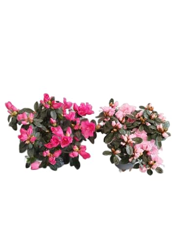 Azalea Rosa |Pack 2 Unidades |DECOALIVE | Azaleas con Flores Rosadas