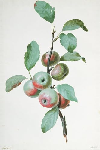 Tableau toile Fruits de Pierre Redouté SERENDIPITP 60x90cm decoration murale
