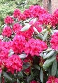 Alpine Rose Rhododendron Nova Zembla 50 - 60 Cm High With Bales