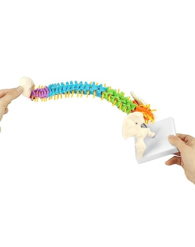 QWORK® Flexibles menschliches Wirbelsäulenmodell mit Spinalnerven, Becken und Oberschenkeln, anatomisches Modell der Wirbelsäule für Medizinstudenten Ärzte und Lehrer - 45 cm