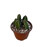 Starfish Flower Cactus | 4 inch | Stapelia Grandiflora | Rare Succulent