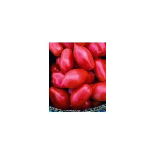 Roma pomodoro! 20 semi! Grande per Canning! Combined S/H!