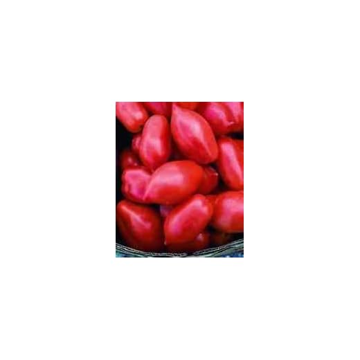 Roma pomodoro! 20 semi! Grande per Canning! Combined S/H!