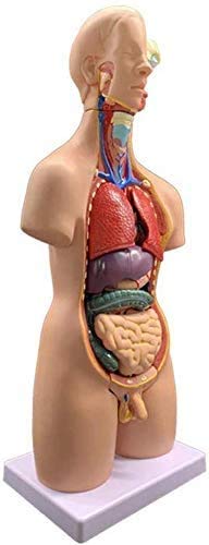 Menschliches Torso-Modell, der Menschen Organs- Menschlicher Torso Körper Artikelnummer- Anatomie Anatomische Medical Innere Organe für