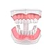 Ultrassist 2 Times Enlarge Dental Teeth Model Without Tongue, Ideal Mouth Model Brushing Flossing Practice for Kids Education, Includes Toothbrush