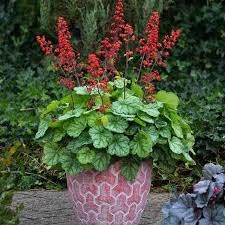Vivid Coral Bells Seeds packaging