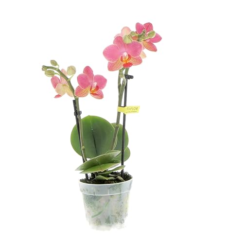 KENTIS - Pianta di Orchidea Phalaenopsis Multiflora Gwen - Piante Fiorite da Interno Purifica Aria - Appartamento Ufficio - H 20/30 cm Vaso Ø 7 cm