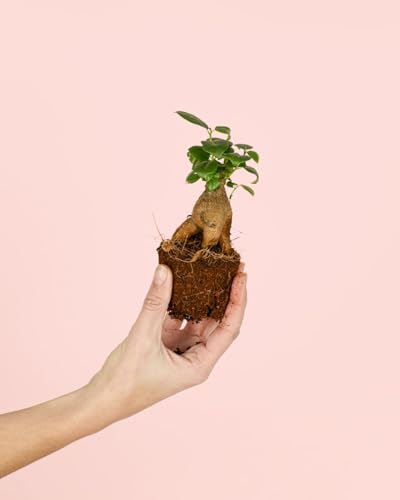 PUR PLANT Ficus Microcarpa Mini | Planta Natural Tipo Bonsái para Terrarios | Ficus Tropical Decorativo | Maceta Ø6 cm aprox.