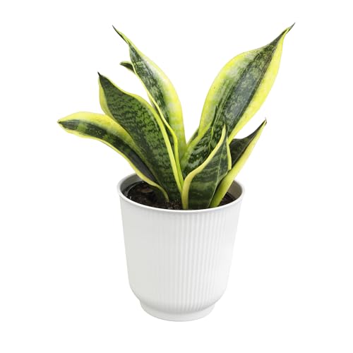 Live Snake Plant with Decorative White Pot,...