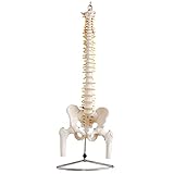 Anatomie Modell Skelett Wirbelsäule Lebensgroß mit Becken Wirbelsaeule Menschlicher Körper Medizin Model Beckenmodell Skelettmodell Bandscheibenvorfall MedMod
