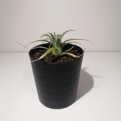 プヤ・セルーレア puya coerulea var. coerulea_栃木県大田原市生産品_Bear`s palm