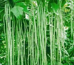 Seed Wala LOBIA COWPEA BEANS F1 HYBRID Vegetable Seed - Pack of 50 Seeds. (B09WVNSQXL) Amazon Price History, Amazon Price Tracker