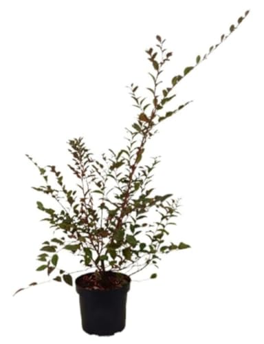 Planta natural Loropetalum Chinensis, 70-80 cm. Arbusto de las cintas, loropétalo chino. Arbusto ornamental. Segura Garden.