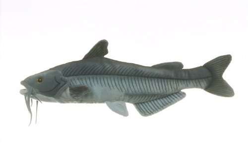 catfish toy