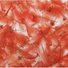 Live Brine Shrimp 10 bags, 100ml, Live Fish Food, Freshwater & Marine Feed