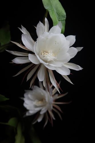 Image of Brahma Kamal Plant Original White Plant Special Variety Height 0.5 To 1 Feet (flower After 6 Months) Night Queen Flower Tree Pack Of 1 Live Flower Plant For Home Garden