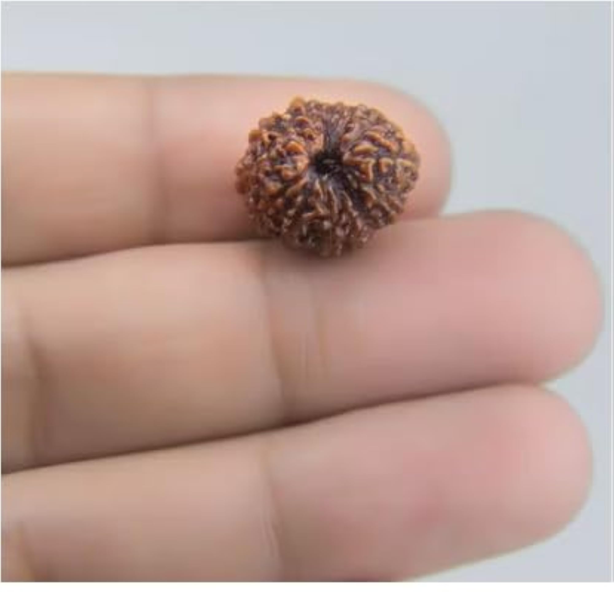 13 Mukhi Nepali Rudraksha Beads, Certified Genuine