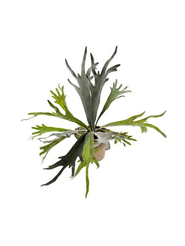 artplants.de Kunstpflanze Geweihfarn Marley im Terracottatopf, grün, Ø 50cm - Kunststoff Hirschfarn