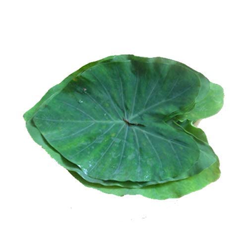 Fresh Naturally Grown Colocasia Leaf, 10 Pcs.